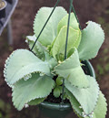 8" Kalanchoe Mother Thousands HB